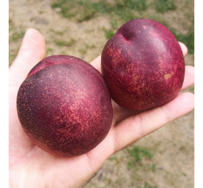 Саженцы нектарина сорт Алитоп (средне-позднего срока созревания)