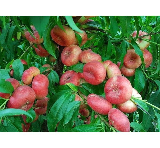 Саджанці нектарина сорт Концеттіна, 2 роки