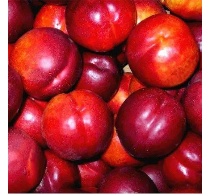 Саженцы нектарина сорт Медведевский, подвой жердель