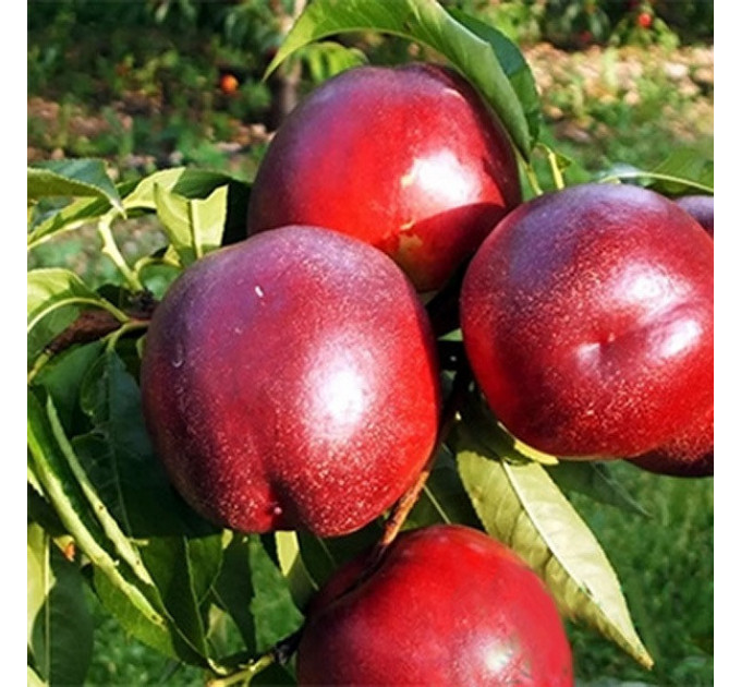 Саженцы нектарина сорт Медведевский, подвой жердель
