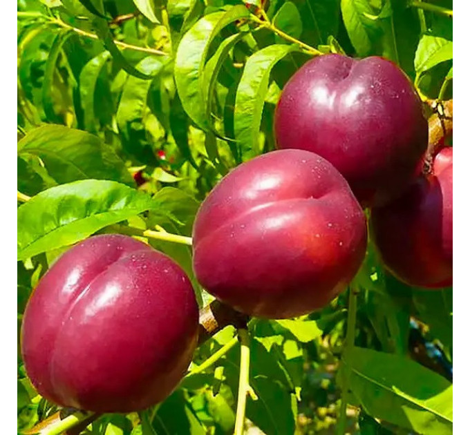Саженцы нектарина сорт Медведевский, подвой жердель