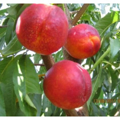 Саженцы нектарина сорт Ванг 3 (среднего срока созревания)