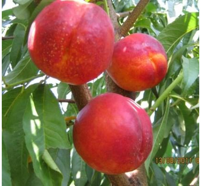 Саженцы нектарина сорт Ванг 3 (среднего срока созревания)