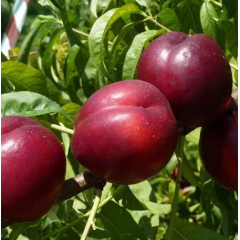 Саженцы нектарина Биг Фаер