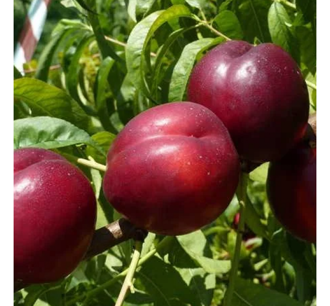 Саджанці нектарина Біг Фаєр