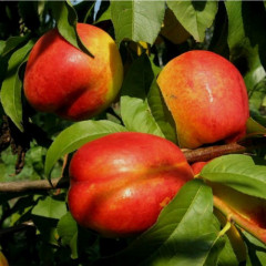 Саженцы нектарина сорт Рубиновый 7 (среднего срока созревания)