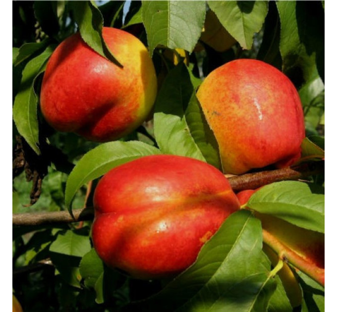 Саджанці нектарину сорт Рубіновий 7 (середнього терміну дозрівання)