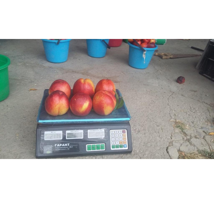 Саджанці нектарину сорт Рубіновий 7 (середнього терміну дозрівання)