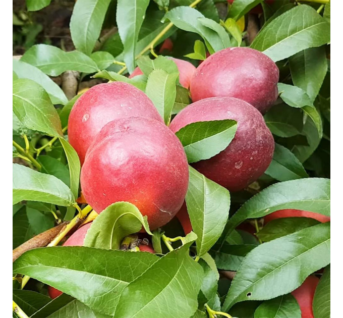 Саженцы нектарина сорт Харблейз (средне-позднего срока созревания)