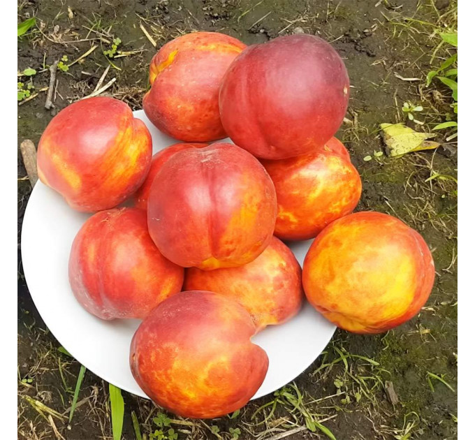 Саженцы нектарина сорт Харблейз (средне-позднего срока созревания)