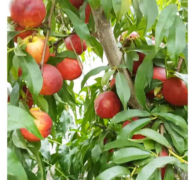 Саженцы нектарина сорт Харблейз (средне-позднего срока созревания)