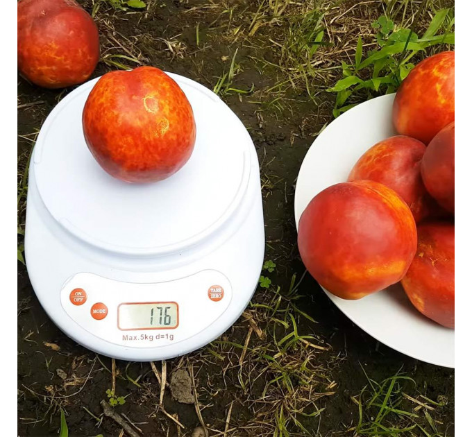 Саженцы нектарина сорт Харблейз (средне-позднего срока созревания)