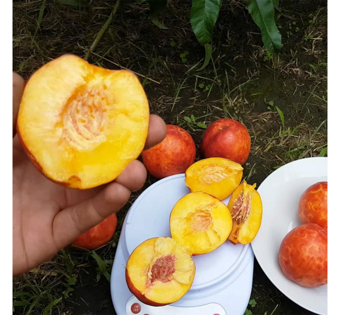 Саженцы нектарина сорт Харблейз (средне-позднего срока созревания)