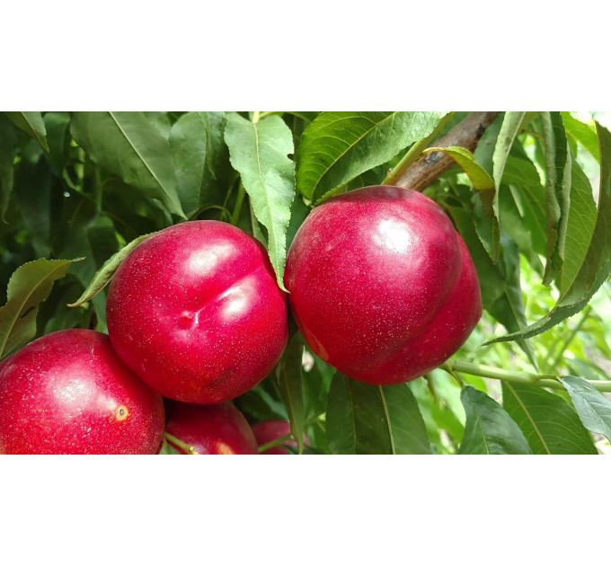 Саженцы нектарина сорт Роуз Диамонд