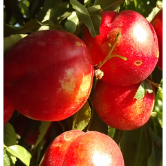 Саженцы нектарина сорт Роуз Диамонд