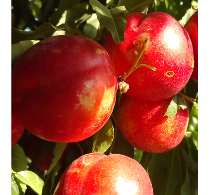 Саженцы нектарина сорт Роуз Диамонд