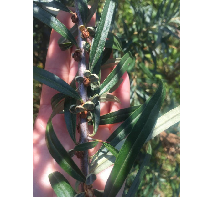 Саженцы облепихи мужской (опылитель), 2 летние полуупакованая