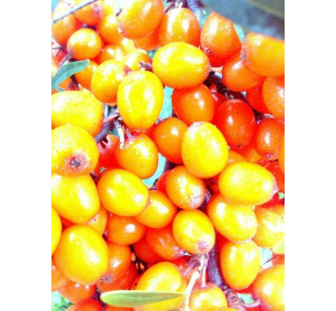 Саженцы облепихи сорт Лейкора (Leikora), 1 летняя женская, полуупакованная