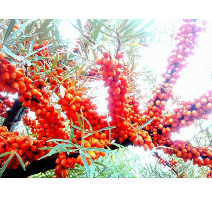 Саженцы облепихи сорт Лейкора (Leikora), 1 летняя женская, полуупакованная