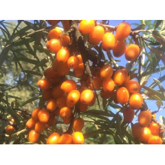 Саженцы облепихи сорт Лейкора (Leikora), 1 летняя женская, полуупакованная