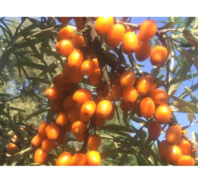 Саженцы облепихи сорт Лейкора (Leikora), 1 летняя женская, полуупакованная