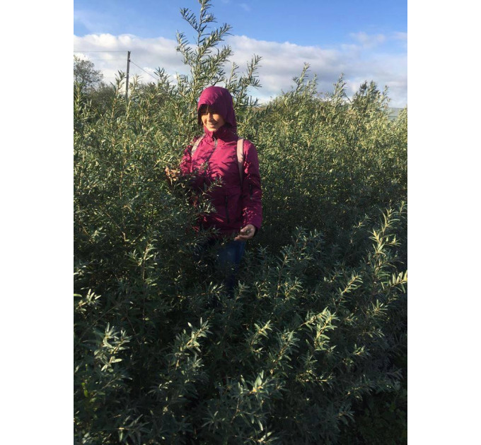 Саженцы облепихи мужской (опылитель), 2 летние полуупакованая