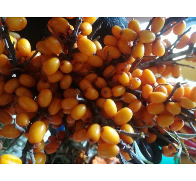 Черенки облепихи сорт Karina