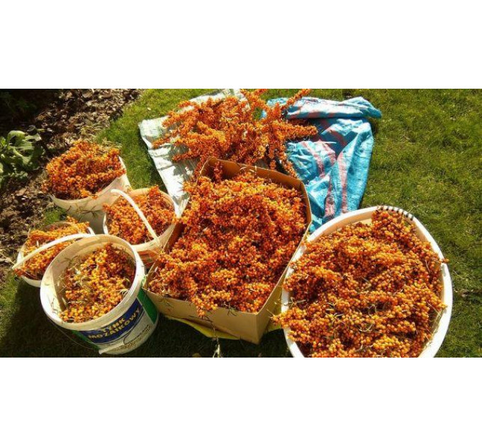 Черенки облепихи сорт Karina