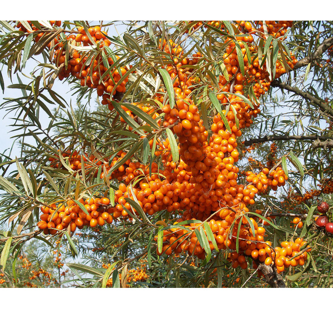 Черенки облепихи сорт Karina