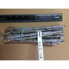 Черенки облепихи сорт Karina