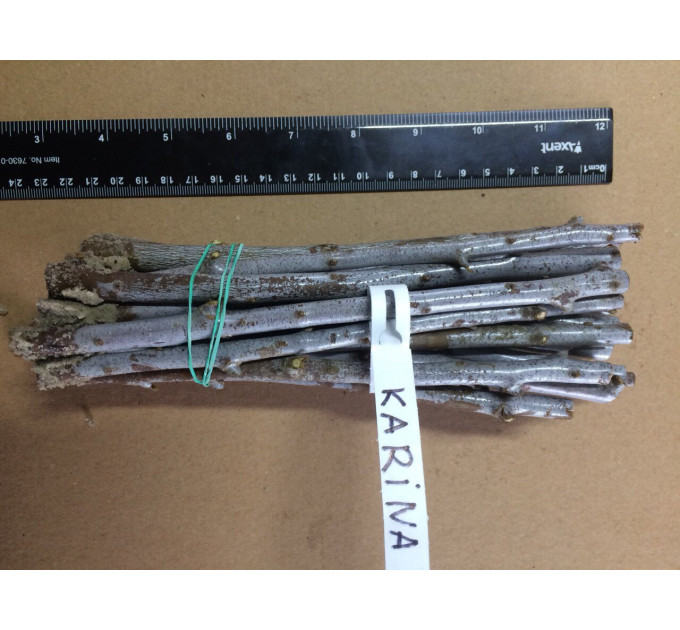 Черенки облепихи сорт Karina