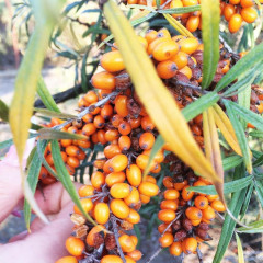 Облепиха сорт Clara, 1 летние (полуупакованные)