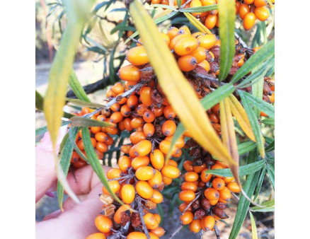 Облепиха сорт Clara, 1 летние (полуупакованные)