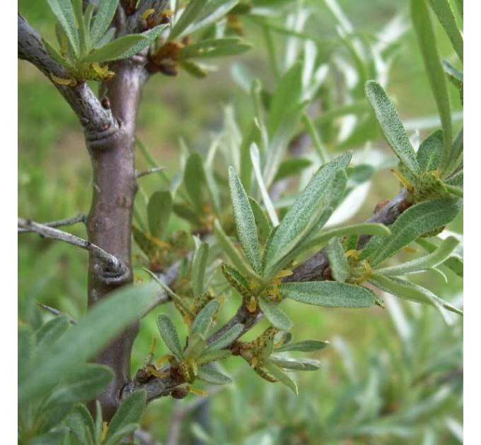 Саженцы облепихи мужской (опылитель), 2 летние полуупакованая
