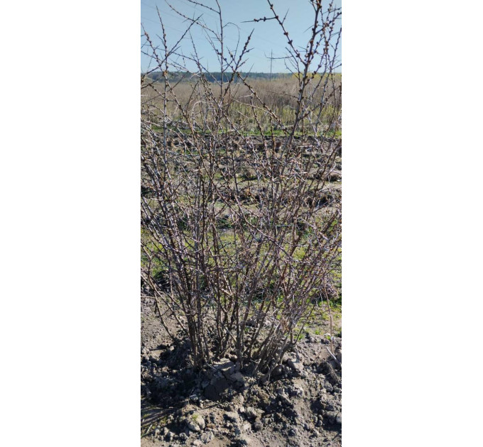 Саженцы облепихи мужской (опылитель), 2 летние полуупакованая