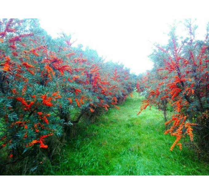 Саженцы облепихи женской сорт Лейкора (Leikora) 2 летние, конт. 2 л