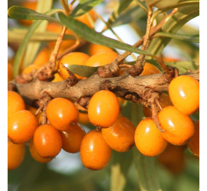 Саженцы облепихи женской сорт Лейкора (Leikora) 2 летние, конт. 2 л