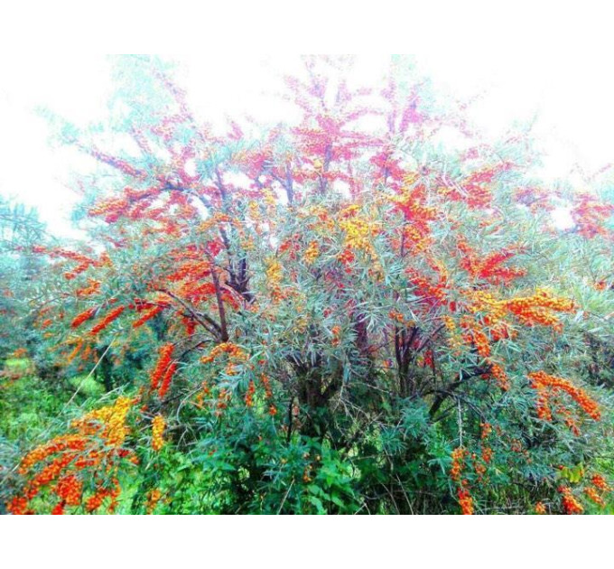 Саженцы облепихи женской сорт Лейкора (Leikora) 2 летние, конт. 2 л