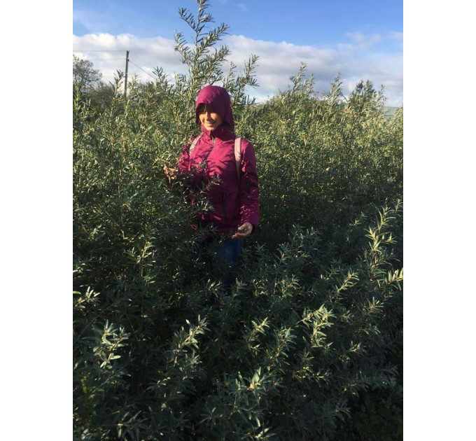 Саженцы облепихи мужской (опылитель), 1 летняя, полуупакованная