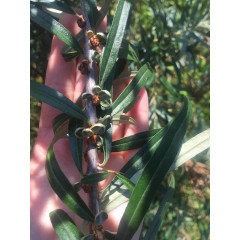 Саженцы облепихи мужской (опылитель), 1 летняя, полуупакованная