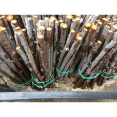 Черенки облепихи сорт Mara