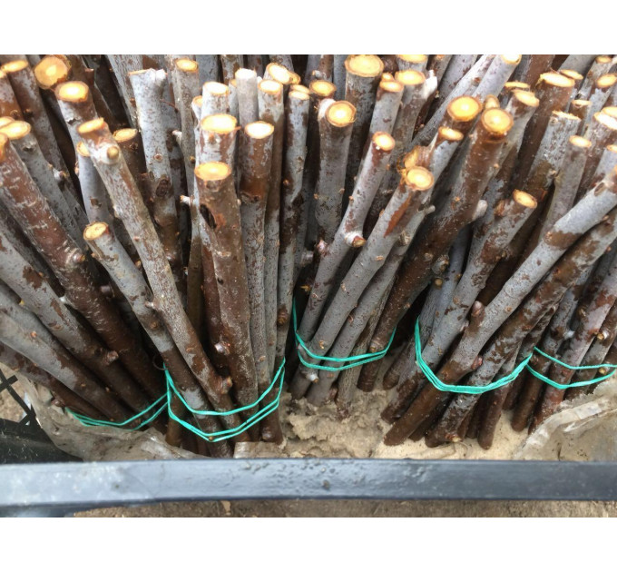 Черенки облепихи сорт Mara