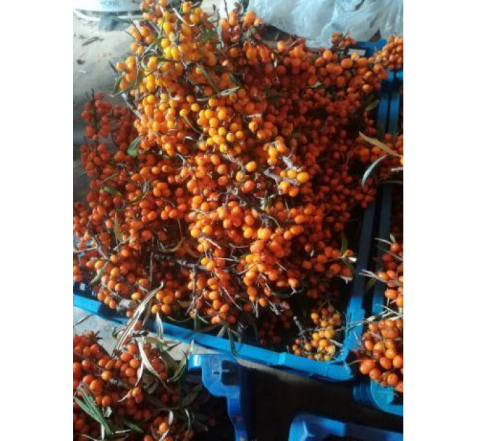 Черенки облепихи сорт Mara