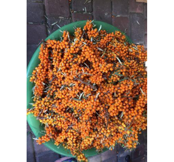 Черенки облепихи сорт Mara