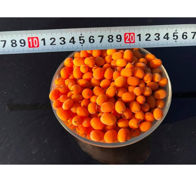 Черенки облепихи сорт Mara