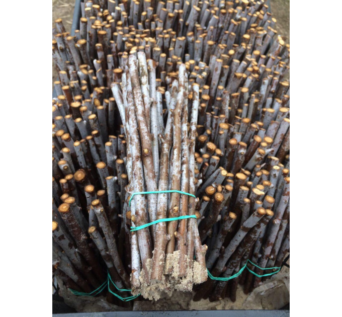 Черенки облепихи сорт Mara