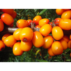 Облепиха сорт Мария Брувеле 2 года 1.5 л