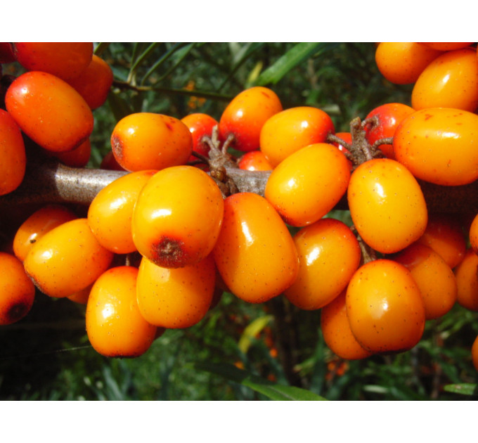 Облепиха сорт Мария Брувеле 2 года 1.5 л