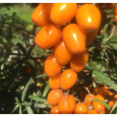 Саженцы облепихи сорт Habego 2 летние, конт. 2 л