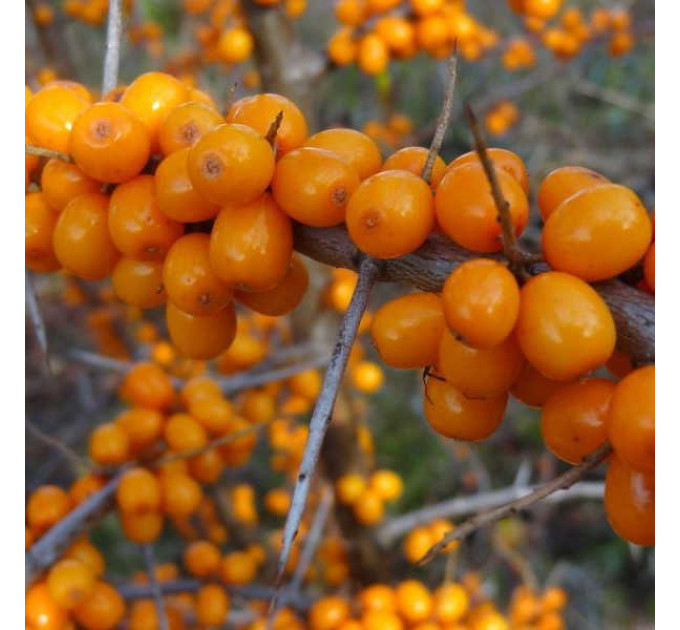 Саженцы облепихи женской сорт Лейкора (Leikora) 2 летние, конт. 2 л